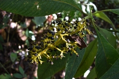 Palicourea aschersoniana