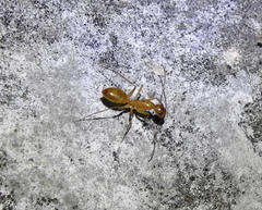 Camponotus festinatus