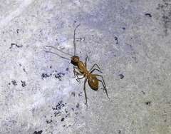 Camponotus festinatus