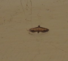 Cnaphalocrocis trebiusalis