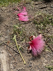 Pseudobombax ellipticum