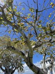 Pseudobombax ellipticum