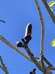 Pseudobombax ellipticum