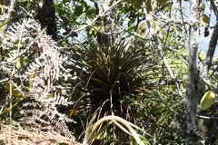 Tillandsia longifolia