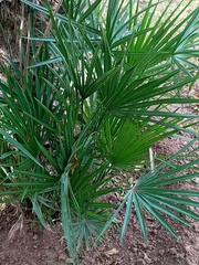 Chamaerops humilis