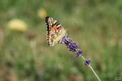 Vanessa cardui