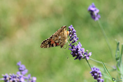 Vanessa cardui