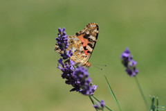 Vanessa cardui