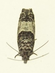 Spilonota laricana