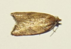 Acleris rhombana