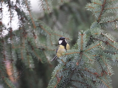 Parus major
