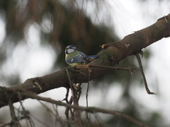 Cyanistes caeruleus