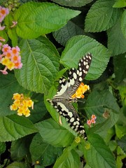 Papilio demoleus