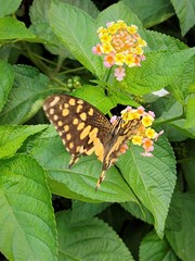 Papilio demoleus