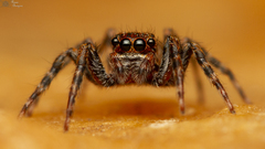 Euophrys leipoldti
