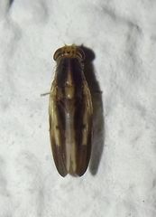 Peplomyza