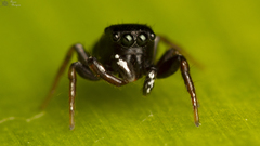 Heliophanus charlesi