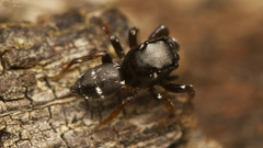 Heliophanus charlesi