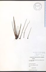 Isoetes lacustris
