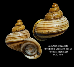 Tropidophora zonata