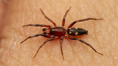 Ibala bulawayensis