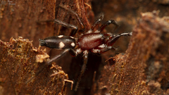 Ibala bulawayensis