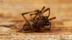 Latrodectus renivulvatus