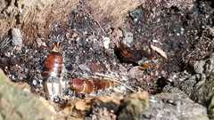 Forficula auricularia