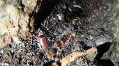 Forficula auricularia