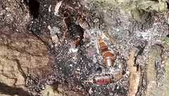 Forficula auricularia