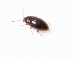 Atomaria analis