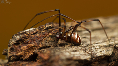 Latrodectus renivulvatus