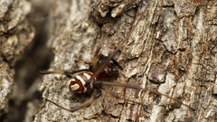 Latrodectus renivulvatus