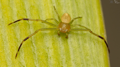 Misumenops rubrodecoratus