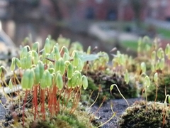 Ptychostomum capillare