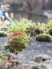 Ptychostomum capillare