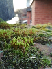 Ptychostomum capillare