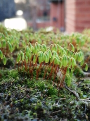 Ptychostomum capillare