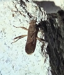 Burtinus notatipennis