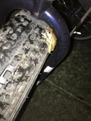 Osteopilus septentrionalis