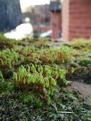 Ptychostomum capillare