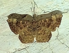 Lasaia sessilis