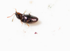 Atomaria analis