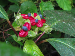 Drymonia brochidodroma