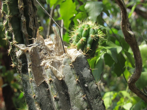 Image of Pilosocereus robinii by no rights reserved