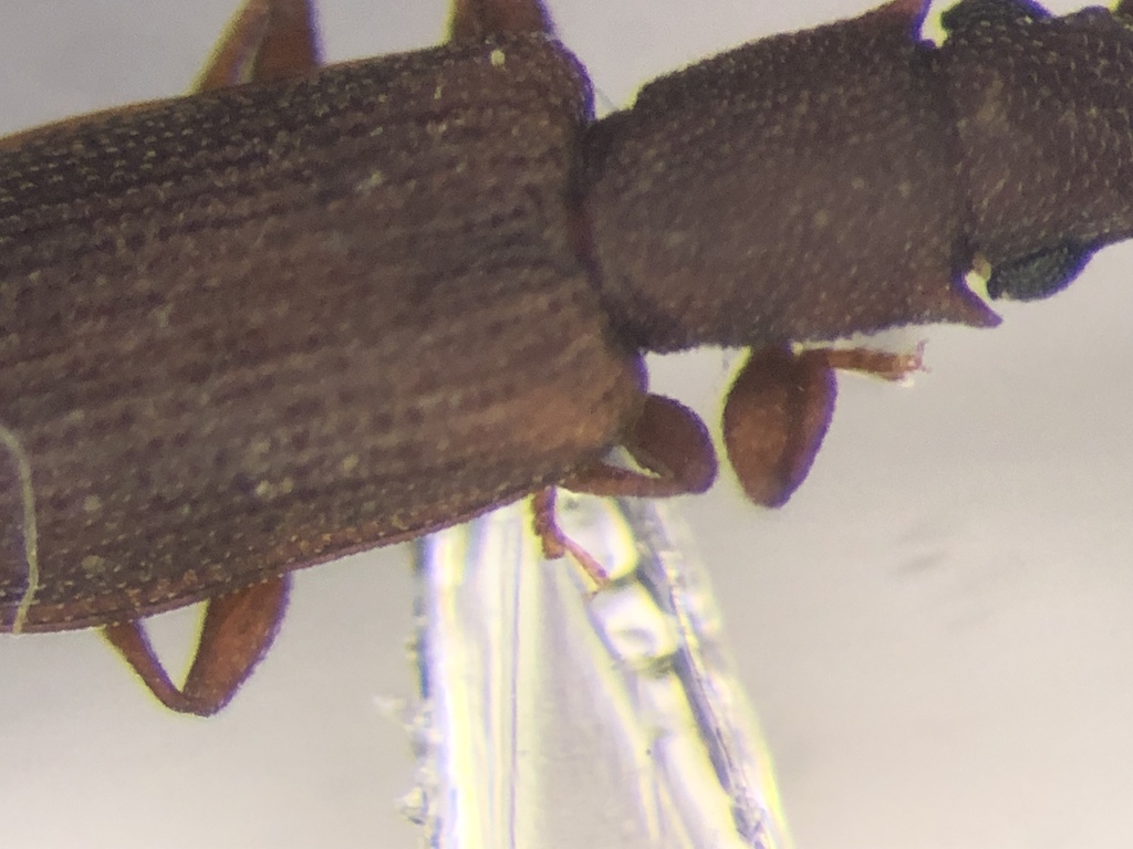 Silvanoprus angusticollis