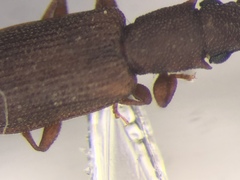 Silvanoprus angusticollis