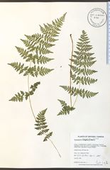 Cystopteris laurentiana