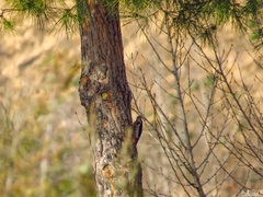 Dendrocopos major hispanus