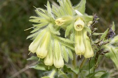 Onosma arenaria